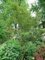 Eucryphia Mount Usher