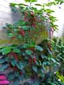 Acalypha hispida