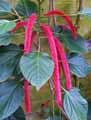 Acalypha hispida