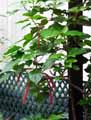 Acalypha hispida