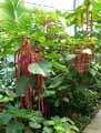 Acalypha hispida