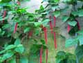 Acalypha hispida