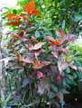 Acalypha wilkesiana