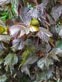Acalypha wilkesiana