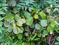 Acalypha wilkesiana
