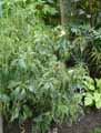 Acalypha wilkesiana