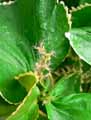 Acalypha wilkesiana