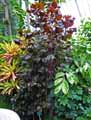 Acalypha wilkesiana