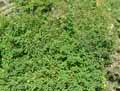 Euphorbiaceae-Andrachne-colchica-Caucasian-spurge.jpg