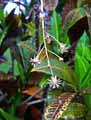 Codiaeum variegatum