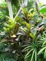 Codiaeum variegatum