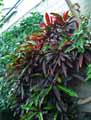 Codiaeum variegatum