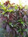 Codiaeum variegatum