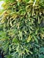Codiaeum variegatum
