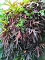 Codiaeum variegatum