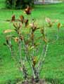 Euphorbiaceae-Codiaeum-variegatum-Croton.jpg