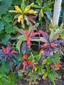 Euphorbiaceae-Codiaeum-variegatum-Excellent-Croton.jpg