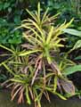 Codiaeum variegatum pictum