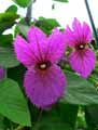 Euphorbiaceae-Dalechampia-roezliana-Liane-fourmi.jpg