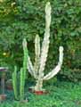 Euphorbiaceae-Euphorbia-ammack-Candelabre-Africain.jpg