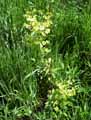 Euphorbia amygdaloides