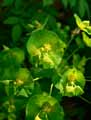 Euphorbia amygdaloides