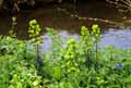 Euphorbiaceae-Euphorbia-amygdaloides-Euphorbe-Amandier-pourpre.jpg