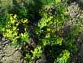 Euphorbia amygdaloides var. robbiae