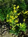 Euphorbiaceae-Euphorbia-amygdaloides-var.-robbiae-Euphorbe-amandier.jpg