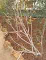 Euphorbia balsamifera