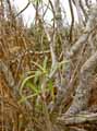 Euphorbiaceae-Euphorbia-balsamifera-Euphorbe-du-Cayor.jpg