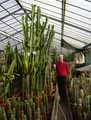 Euphorbia candelabrum