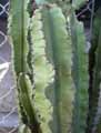 Euphorbia candelabrum