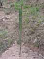 Euphorbiaceae-Euphorbia-candelabrum-Euphorbe-candelabre.jpg