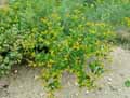 Euphorbia ceratocarpa