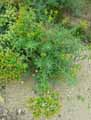 Euphorbiaceae-Euphorbia-ceratocarpa-Euphorbe-de-Sicile.jpg