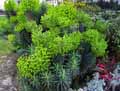Euphorbia characias