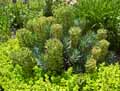 Euphorbia characias
