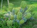 Euphorbia characias