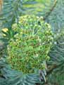 Euphorbia characias