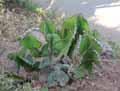 Euphorbia cooperi