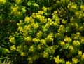 Euphorbia cyparissias