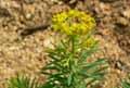 Euphorbia cyparissias
