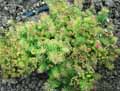 Euphorbia cyparissias