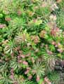 Euphorbia cyparissias