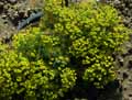 Euphorbiaceae-Euphorbia-cyparissias-Euphorbe-petit-Cypres.jpg