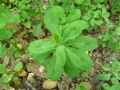 Euphorbia dulcis ssp. incompta