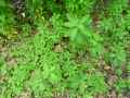 Euphorbiaceae-Euphorbia-dulcis-ssp.-incompta-Euphorbe-douce-20131127163600.jpg