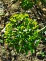Euphorbia esula