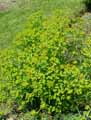 Euphorbia esula